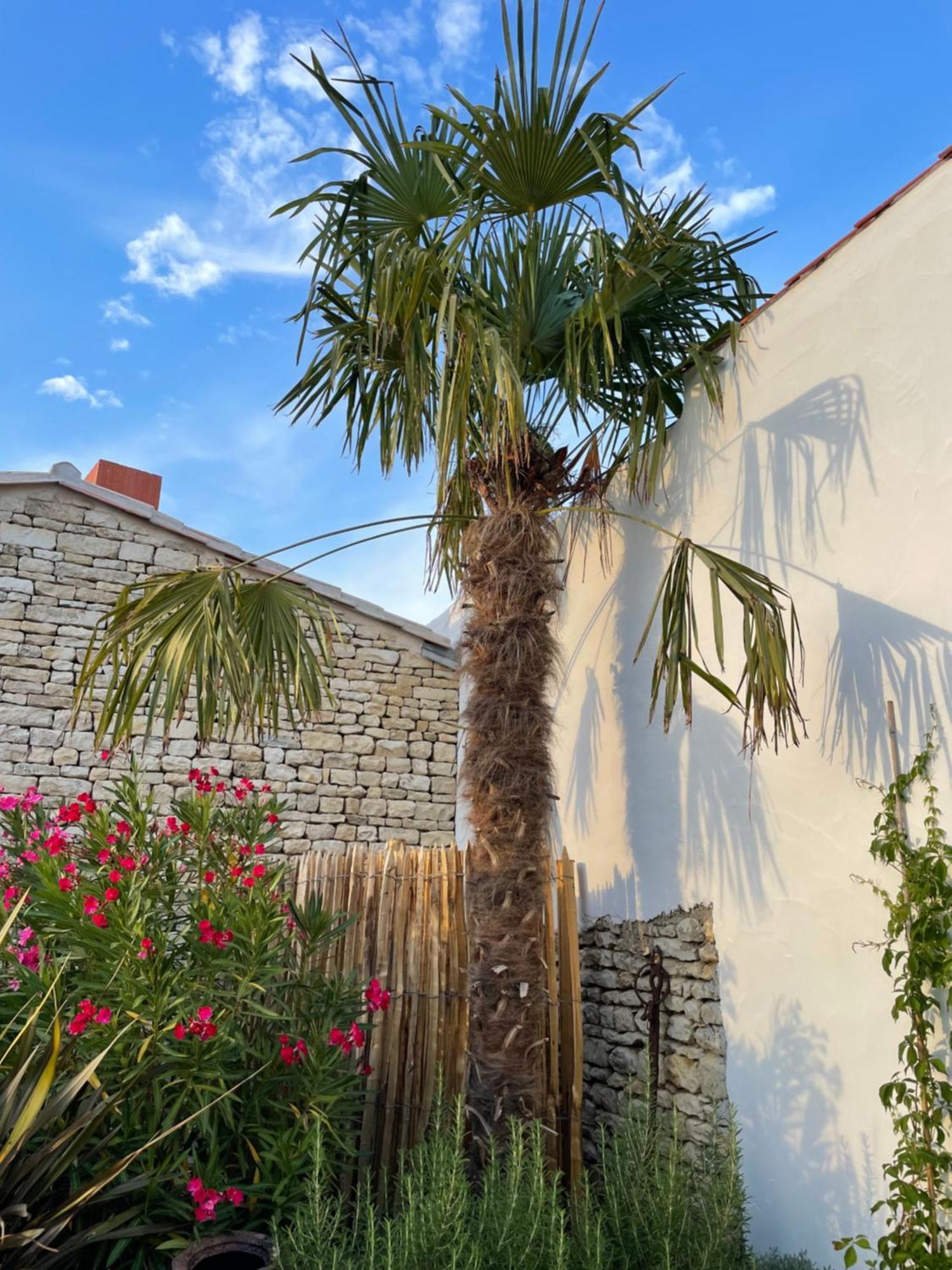 Maisons 322 - Maison La Flamboyante Le Bois-Plage-en-Ré Exteriör bild